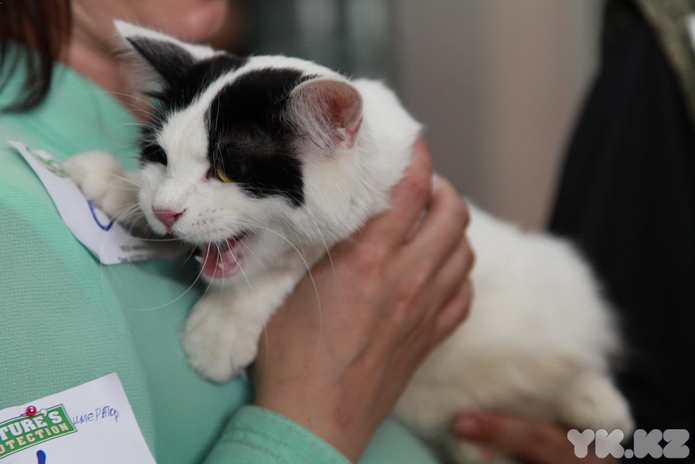 Кошкин апрель (+фото)