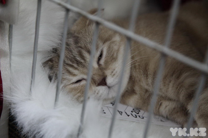 Кошкин апрель (+фото)