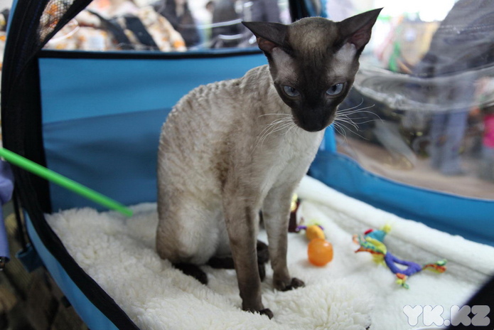 Кошкин апрель (+фото)