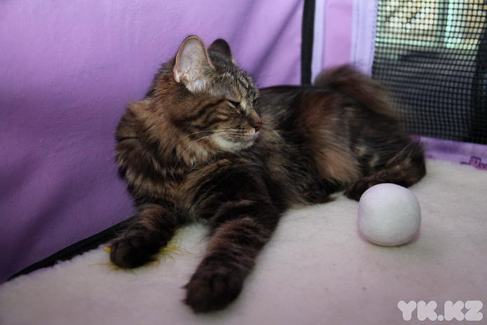 Кошкин апрель (+фото)