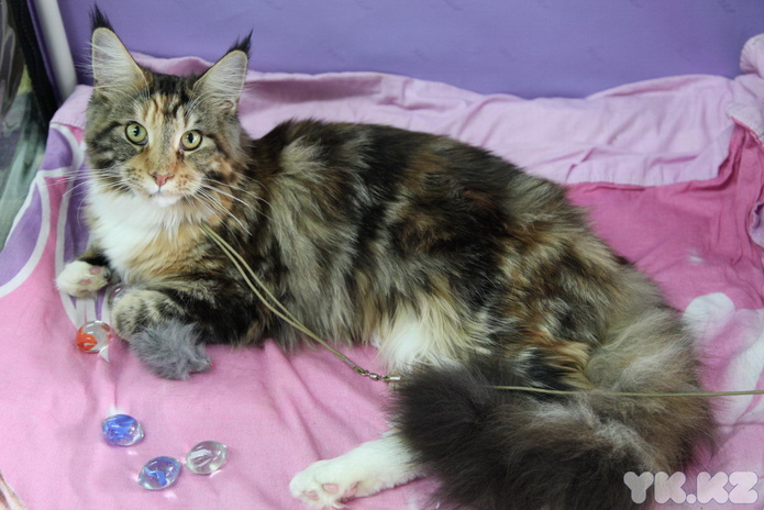 Кошкин апрель (+фото)