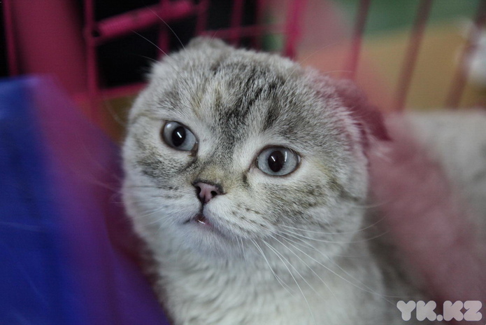 Кошкин апрель (+фото)