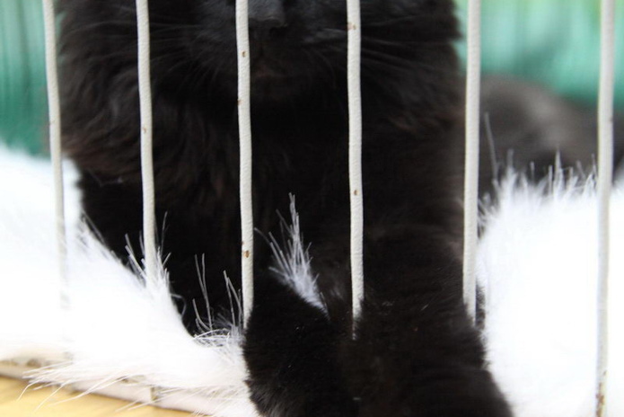 Кошкин апрель (+фото)