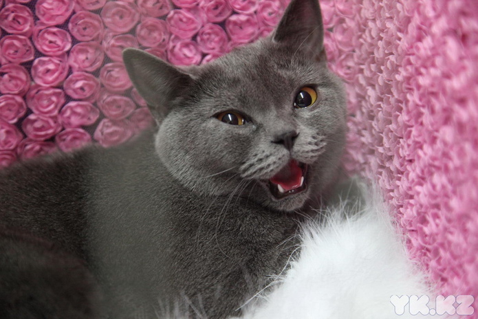 Кошкин апрель (+фото)