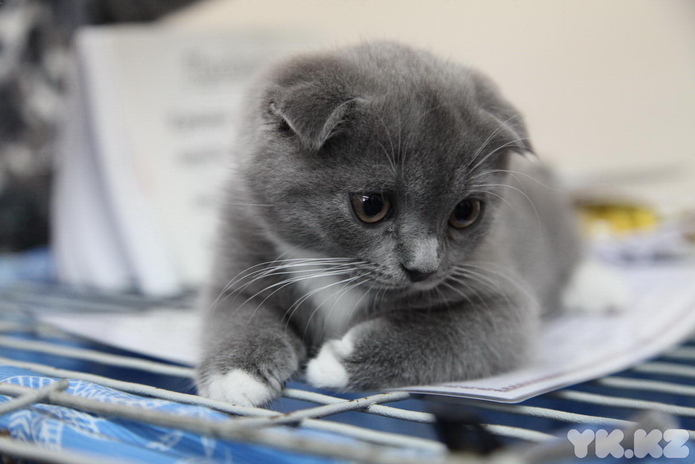 Кошкин апрель (+фото)