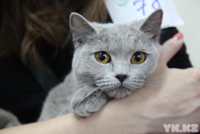 Кошкин апрель (+фото)