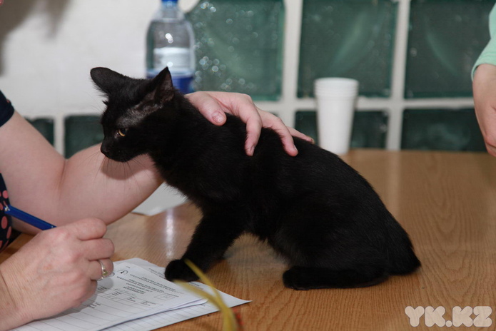 Кошкин апрель (+фото)