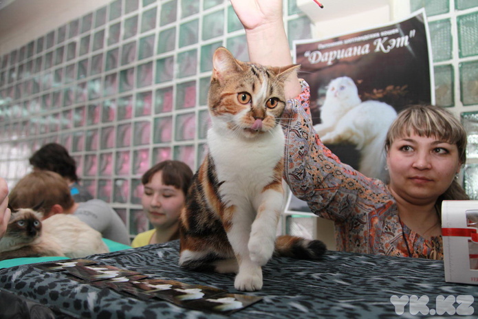 Кошкин апрель (+фото)