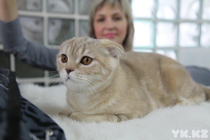 Кошкин апрель (+фото)