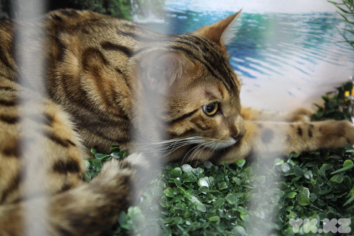 Кошкин апрель (+фото)