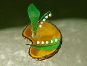 Диво под микроскопом