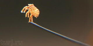 Диво под микроскопом