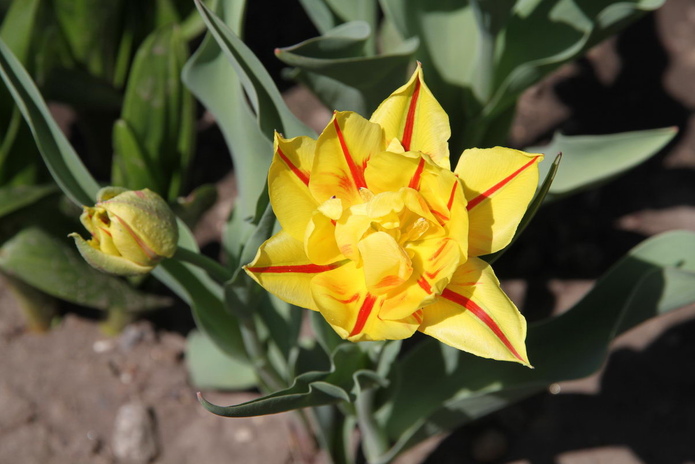 Тюльпанные ковры