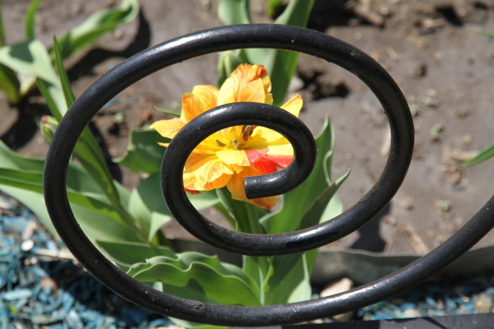 Тюльпанные ковры