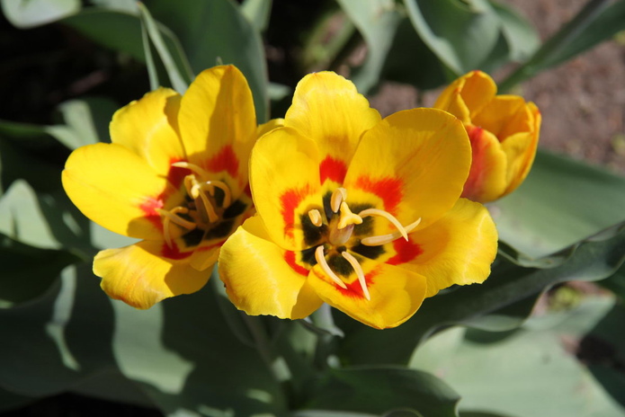 Тюльпанные ковры