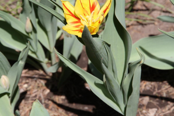 Тюльпанные ковры