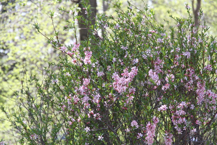 Тюльпанные ковры