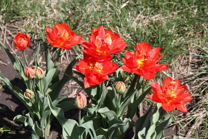 Тюльпанные ковры