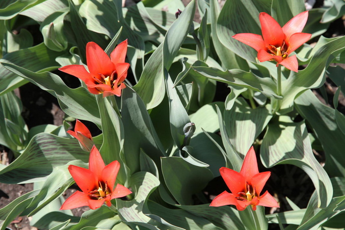 Тюльпанные ковры