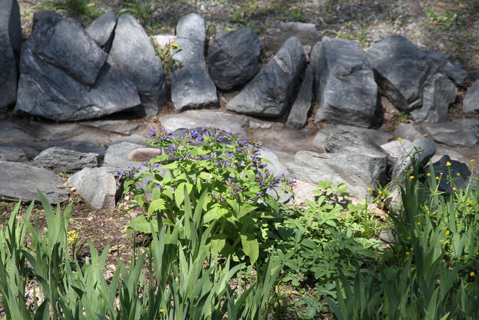 Тюльпанные ковры