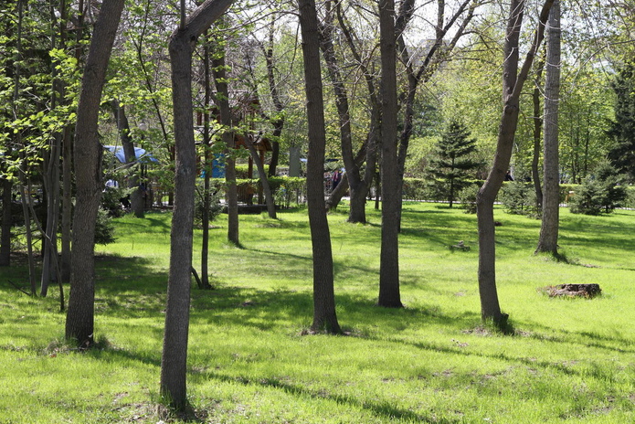 Тюльпанные ковры