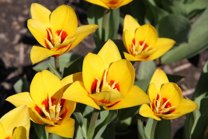 Тюльпанные ковры