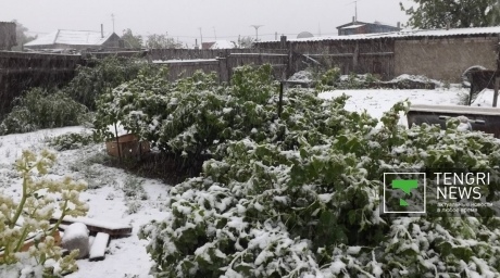 Снег выпал в Семее