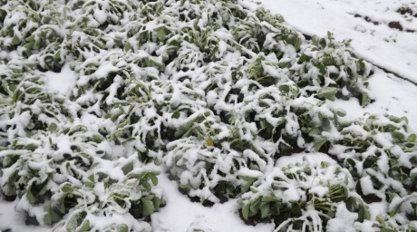 Снег выпал в Семее