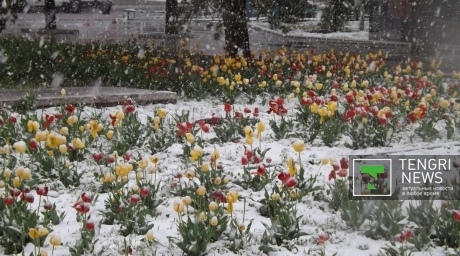 Снег выпал в Семее