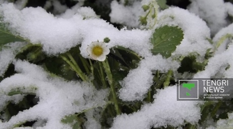 Снег выпал в Семее