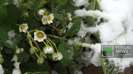 Снег выпал в Семее