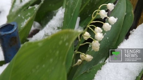 Снег выпал в Семее