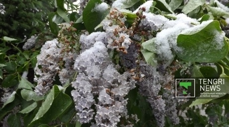 Снег выпал в Семее