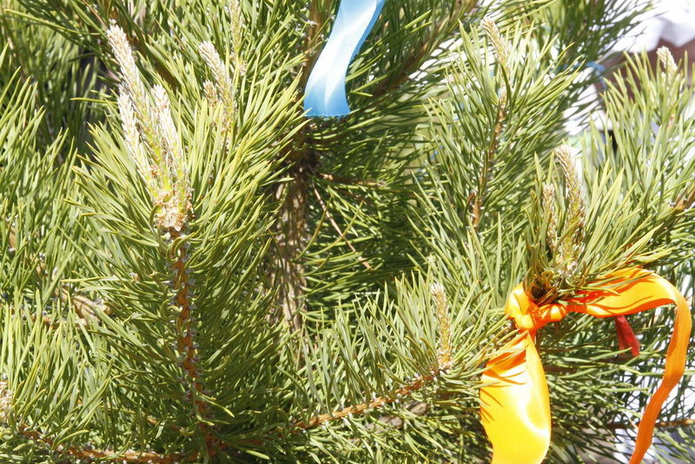 Последний звонок-2014 (+фото)