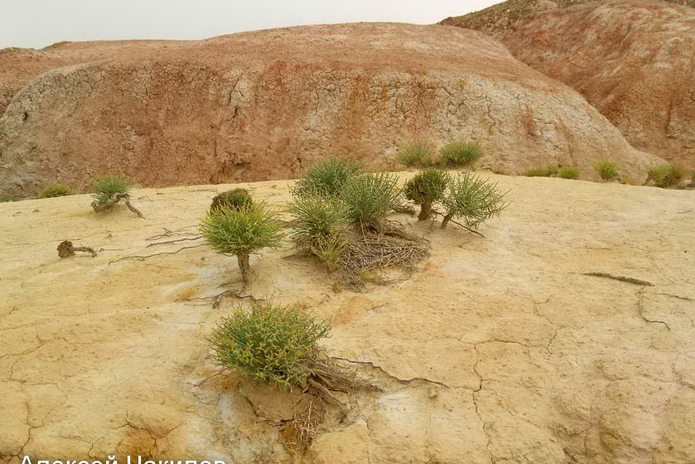 Сегодня стартует ЕНТ