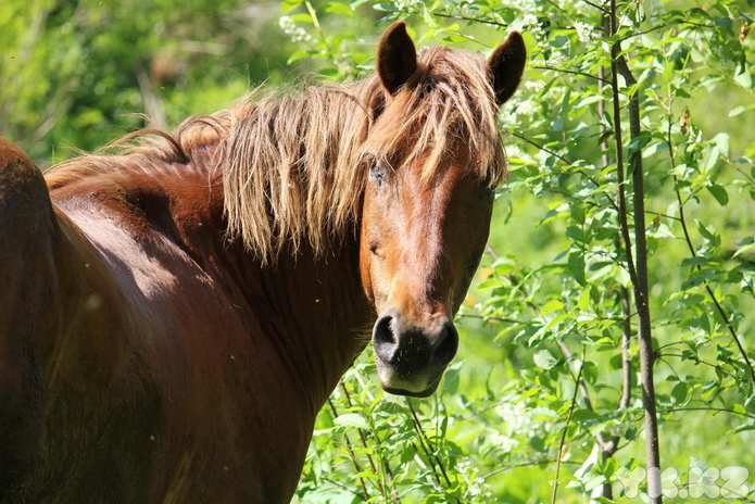 Ничего не закроют