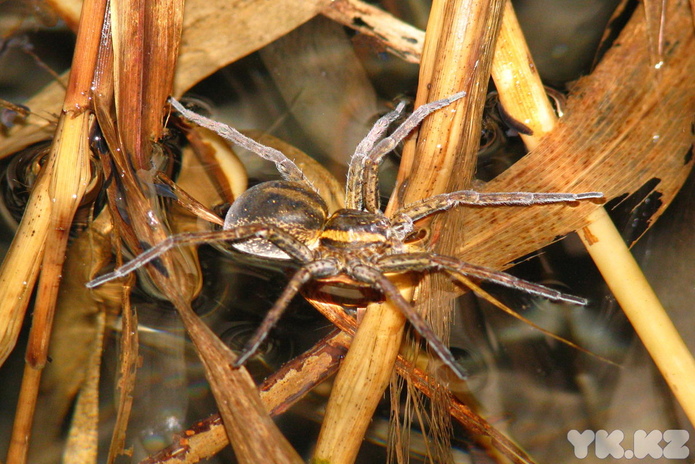 Ничего не закроют