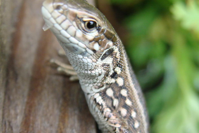 Ничего не закроют