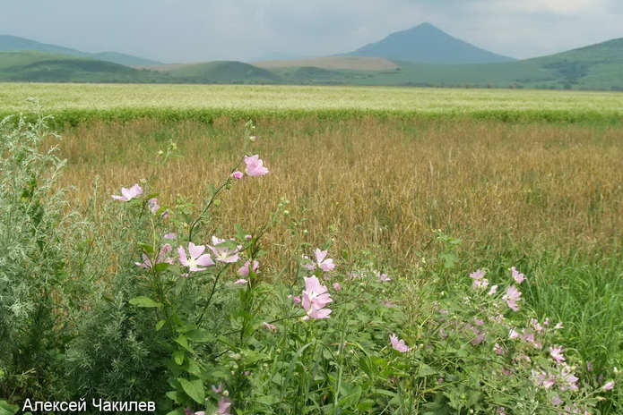 Подарки в аренду