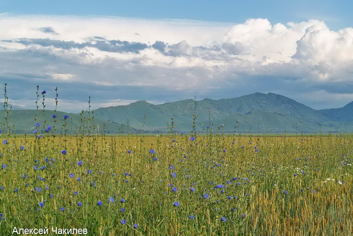 Подарки в аренду