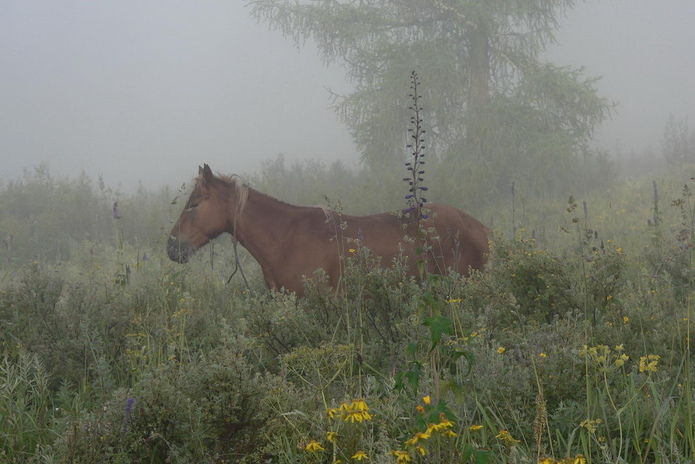 Воду привезут