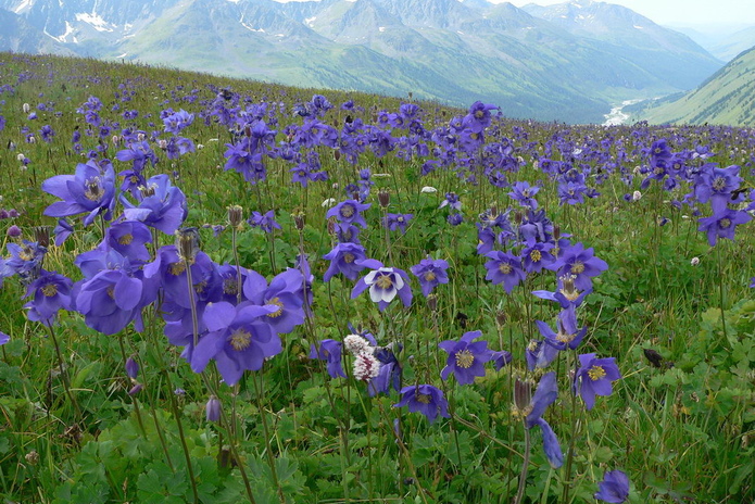 Воду привезут