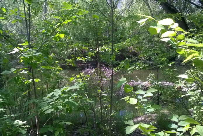 Поганка на Комендантке