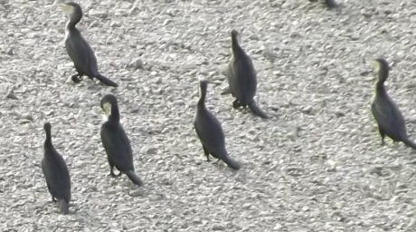 Заполнили берега