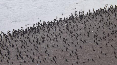 Заполнили берега