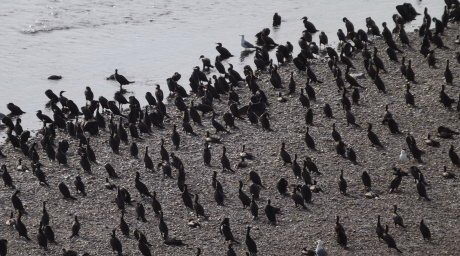 Заполнили берега
