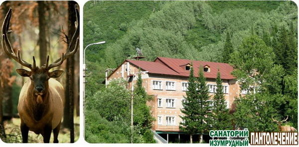 Пантолечение: время быть здоровым! - PR