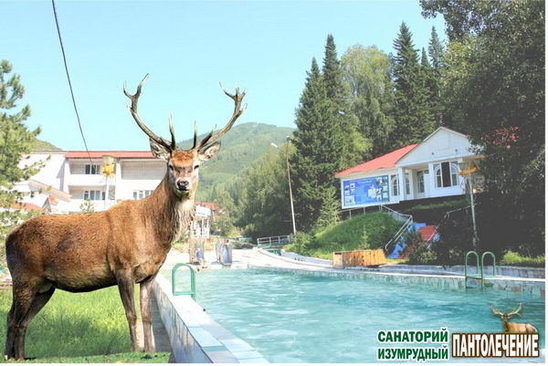 Пантолечение: время быть здоровым! - PR