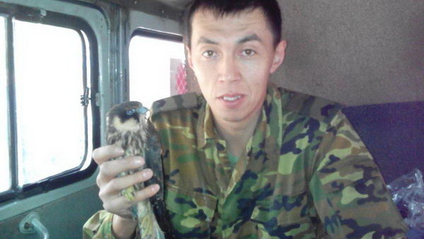 Спасли сапсана