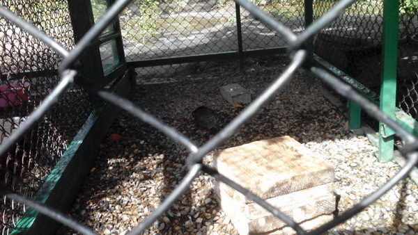 Спасли сапсана